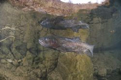 Life nearly over for one of the trout in Capernwray. D200... by Derek Haslam 